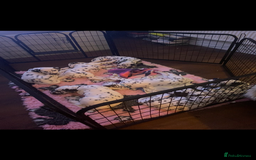 Dalmatian dogs for sale: Top quality show type Dalmatian pups 🐶  - Image 2