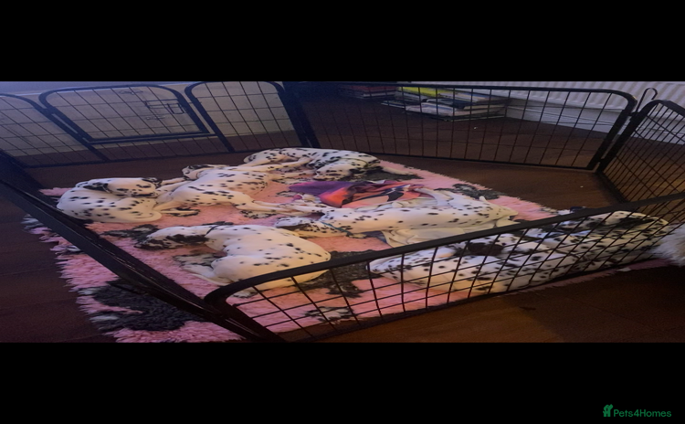Dalmatian dogs - Advert 2