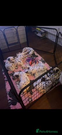 Dalmatian dogs - Advert 2