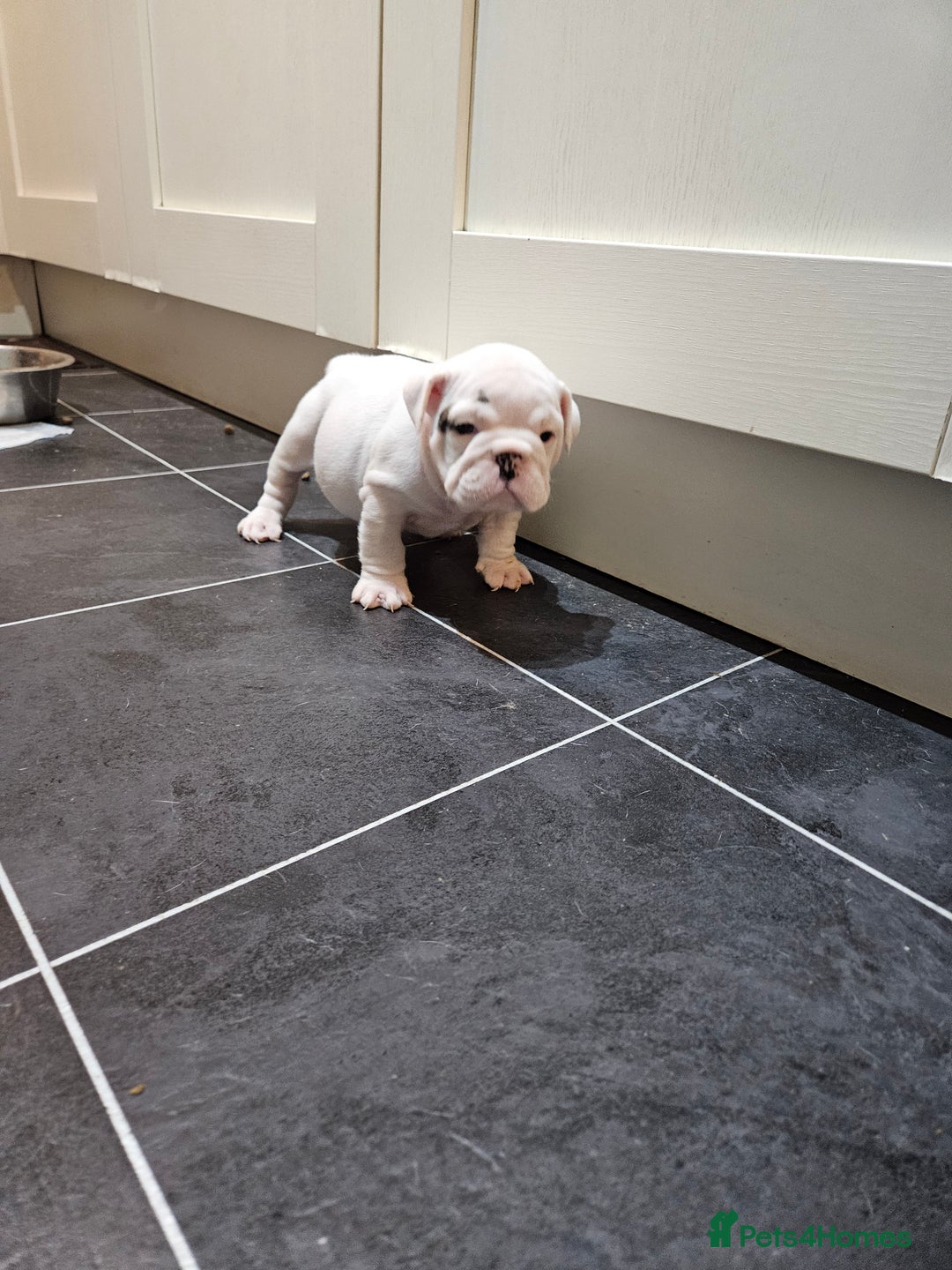 English Bulldog dogs for sale: English bulldogs - Advert 7