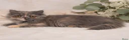 Munchkin cats for sale: Rare Munchkin Minuet Girl Tiny Rughugger Legs 🩷 - Advert 4