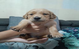 Golden Retriever dogs for sale: Amazing Golden Retrievers for sale  - Image 11