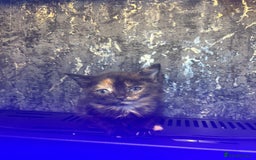 Mixed Breed cats for sale: X3 kittens. - Image 1