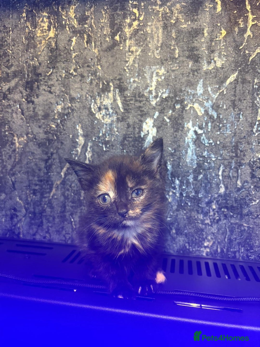 Mixed Breed cats for sale: X3 kittens. - Image 1
