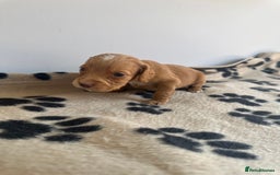 Cocker Spaniel dogs for sale: Working Cocker spaniel puppies  - Image 9