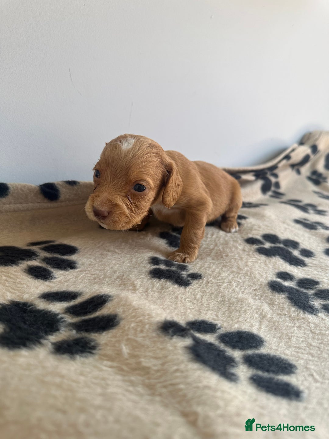 Cocker Spaniel dogs for sale: Working Cocker spaniel puppies  - Image 9
