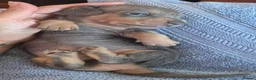 Miniature Dachshund dogs for sale: Miniature Dachshunds unusual colour ready 2nd Sept - Advert 30