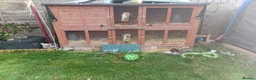 Guinea Pig rodents for sale: Brothers for sale - Advert 5