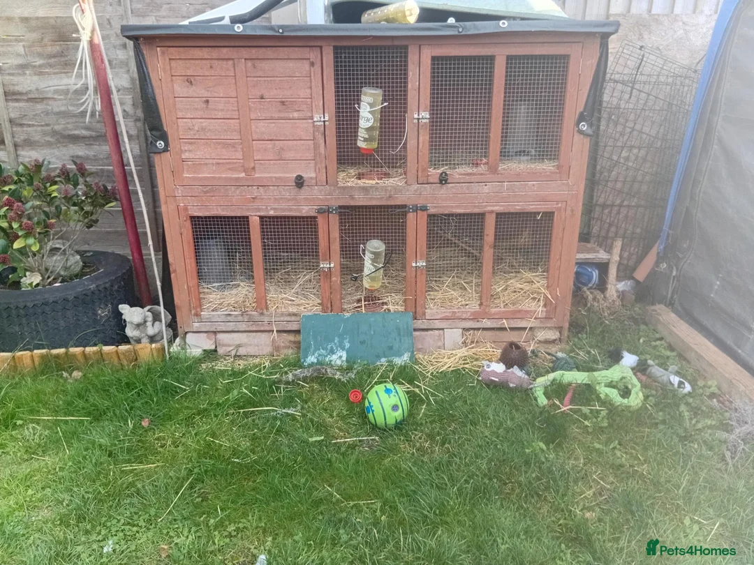 Guinea Pig rodents for sale: Brothers for sale - Advert 5