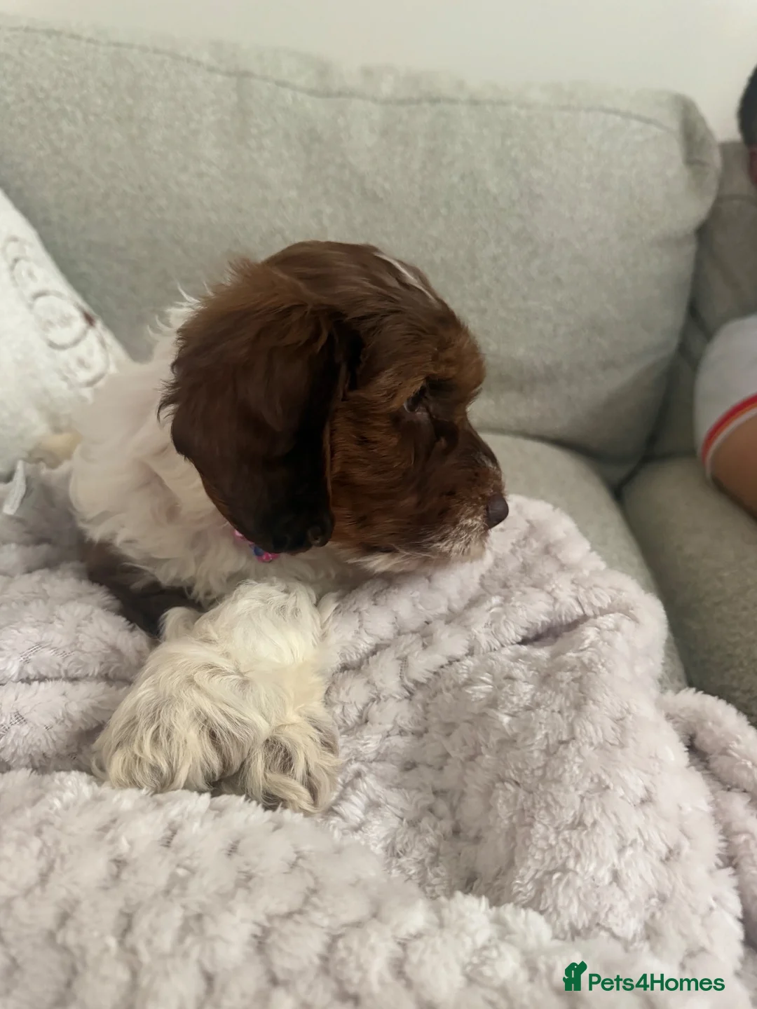 Cockapoo dogs for sale: Female 10 Week old cockapoo - Advert 7