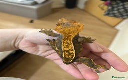 Gecko reptiles for sale: Crested geckos and Leachie gecko - Advert 1