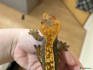 Gecko reptiles for sale: Crested geckos and Leachie gecko - Advert 1