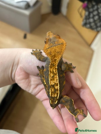 Gecko reptiles Crested geckos and Leachie gecko - Advert 2