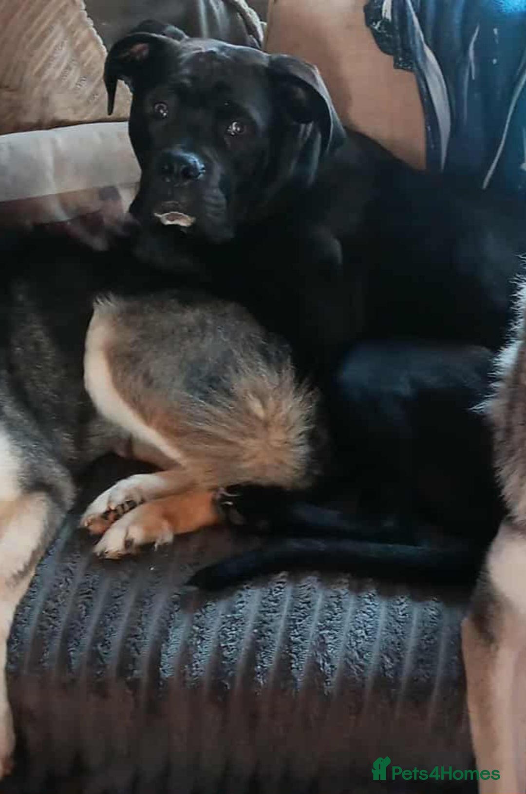 Cane Corso dogs for sale: Mix cane corso - Advert 2