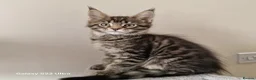 Maine Coon cats for sale: Licensed breeder-maine coon kittens - Advert 11
