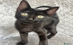 Bengal cats for sale: Two adorable Blue/Melanistic Bengal Kittens TICA  in Benfleet - Image 17