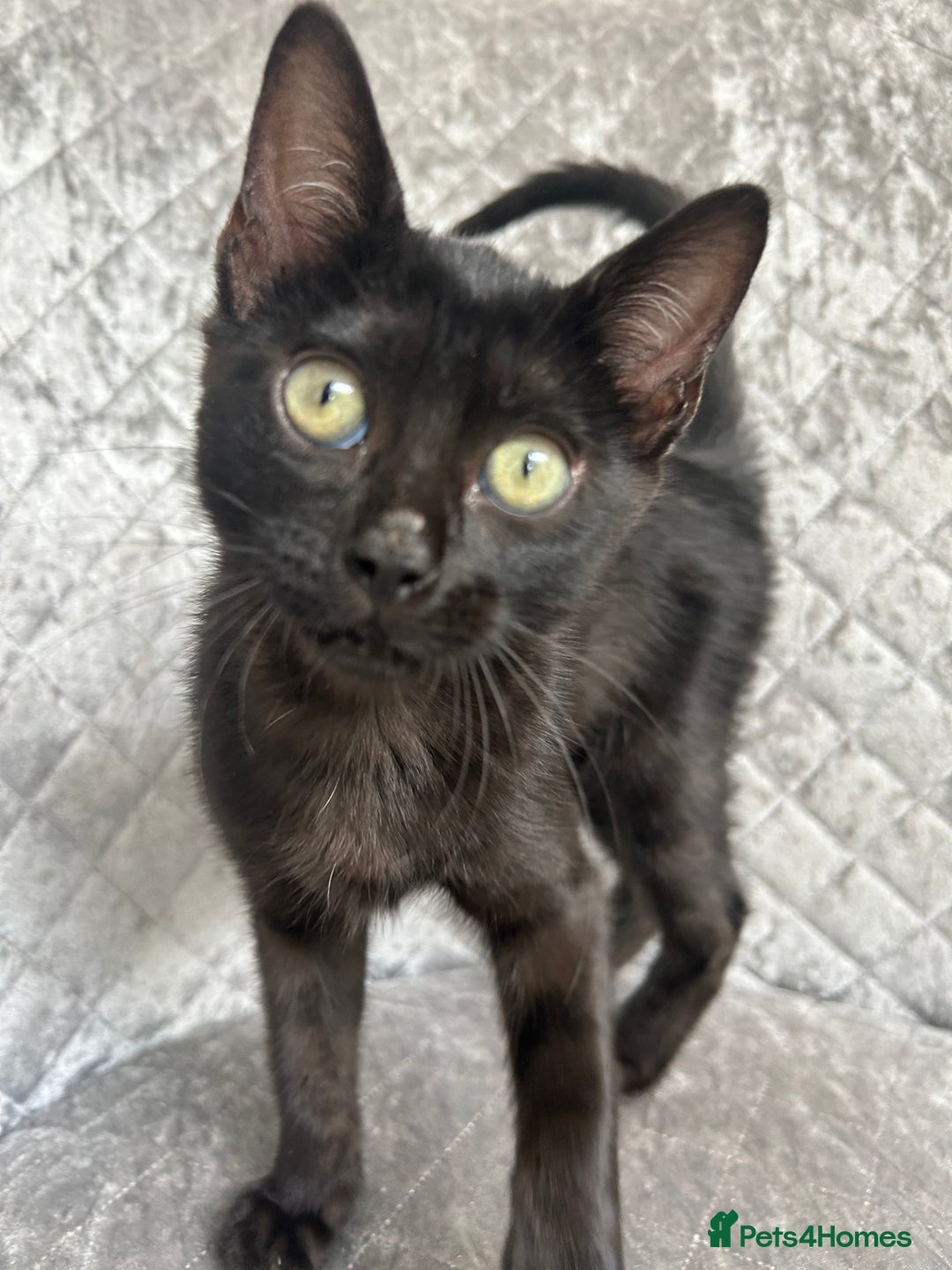 Bengal cats for sale: Two adorable Blue/Melanistic Bengal Kittens TICA  in Benfleet - Image 17