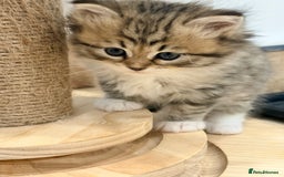 Siberian cats for sale: Pure Siberian kitten  - Image 6
