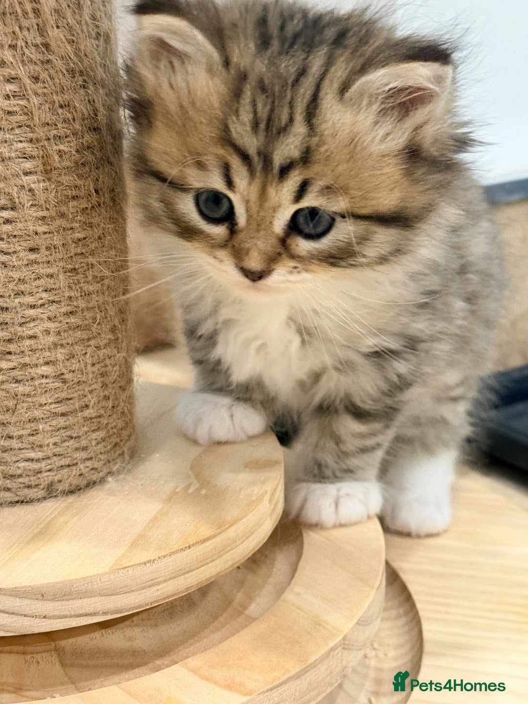 Siberian cats for sale: Pure Siberian kitten  - Image 6
