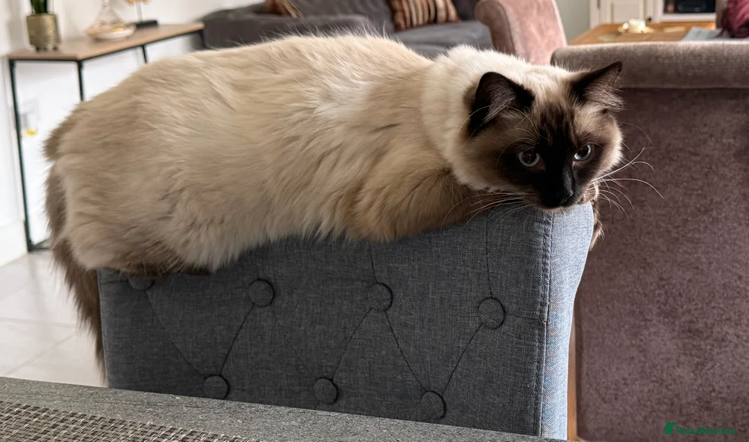 Ragdoll cats for sale: Beautiful Ragdoll  - Advert 2