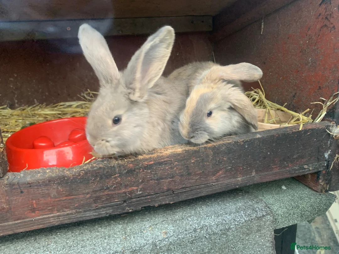 Mixed Breed rabbits for sale: German Giant cross breeds  - Advert 1