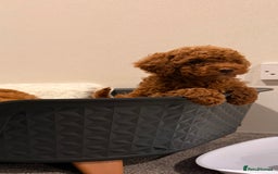 Mixed Breed dogs for sale: Beautiful Deep Red Poodle Puppy’s For Sale Kent  - Image 8