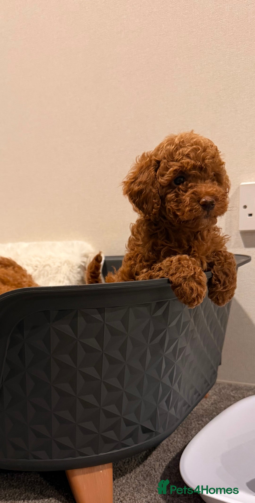 Mixed Breed dogs for sale: Beautiful Deep Red Poodle Puppy’s For Sale Kent  - Image 8