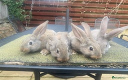 Continental Giant rabbits for sale: Baby Continental giants - Image 3