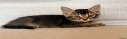 Mixed Breed cats for sale: Beautiful Home Raised Abyssinian Mix Kittens - Advert 8