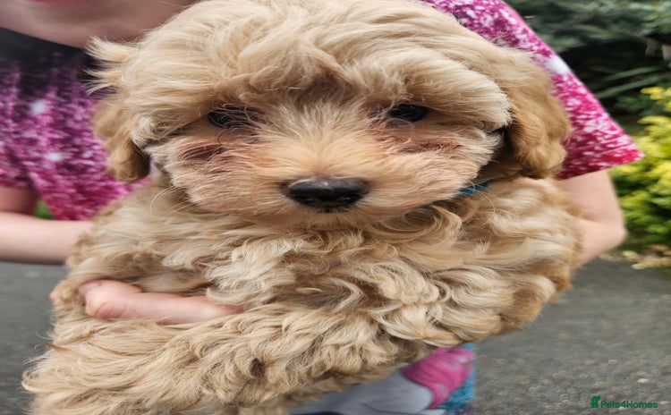 Maltipoo dogs - Advert 2