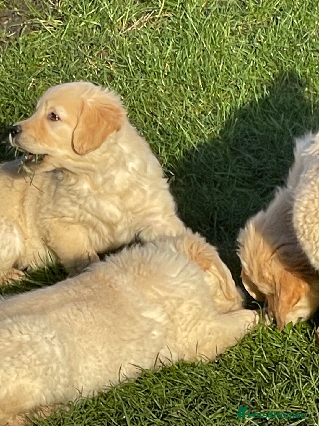 Golden Retriever dogs for sale: Stunning golden retriever puppies  - Advert 12