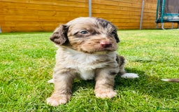 Cockapoo dogs for sale: Chocolate Merle Cockapoo Babies 🐾🐾🐾 - Image 11