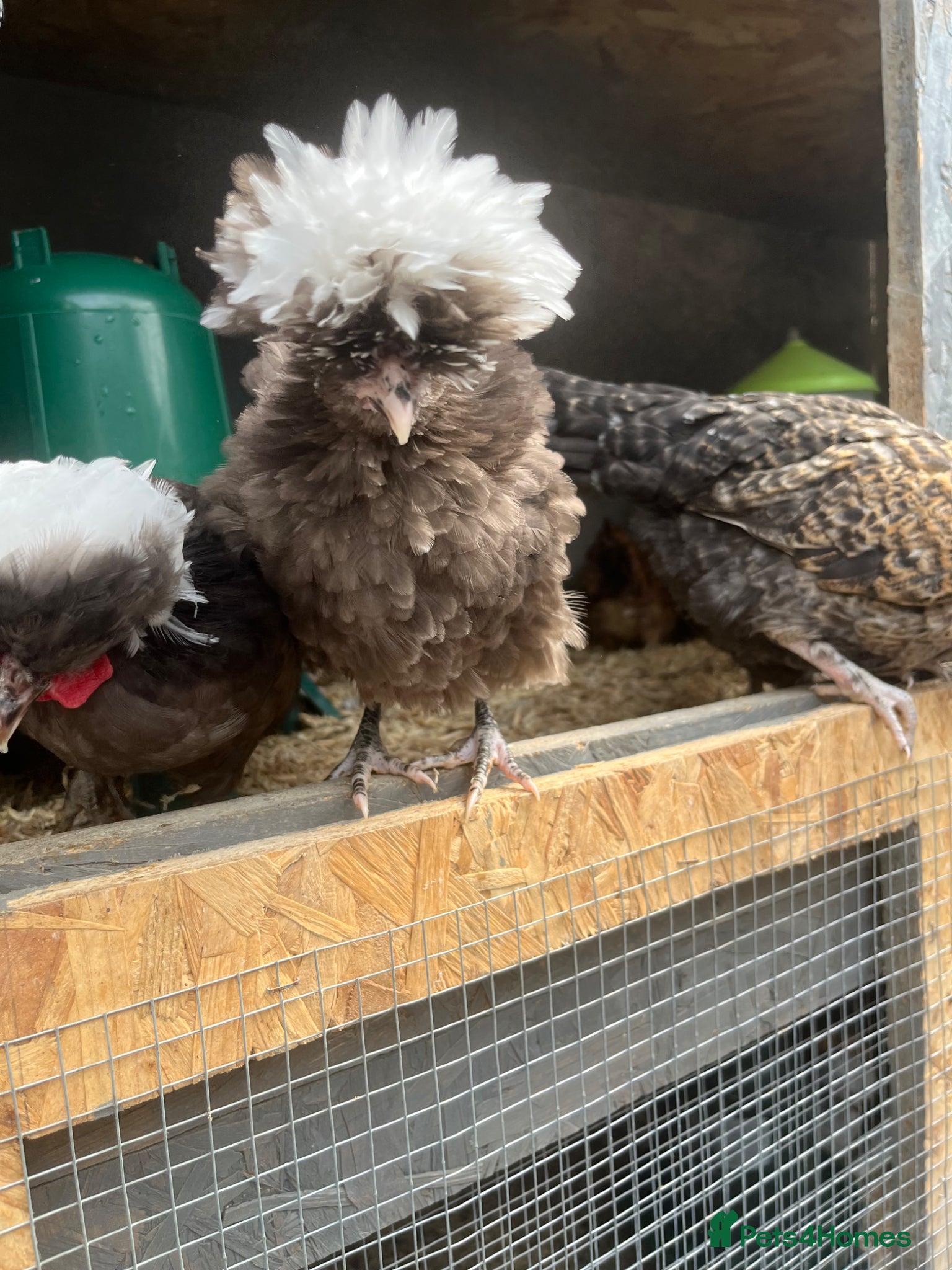 Mixed Breed poultry Ducks, pullets, chicks - Advert 19