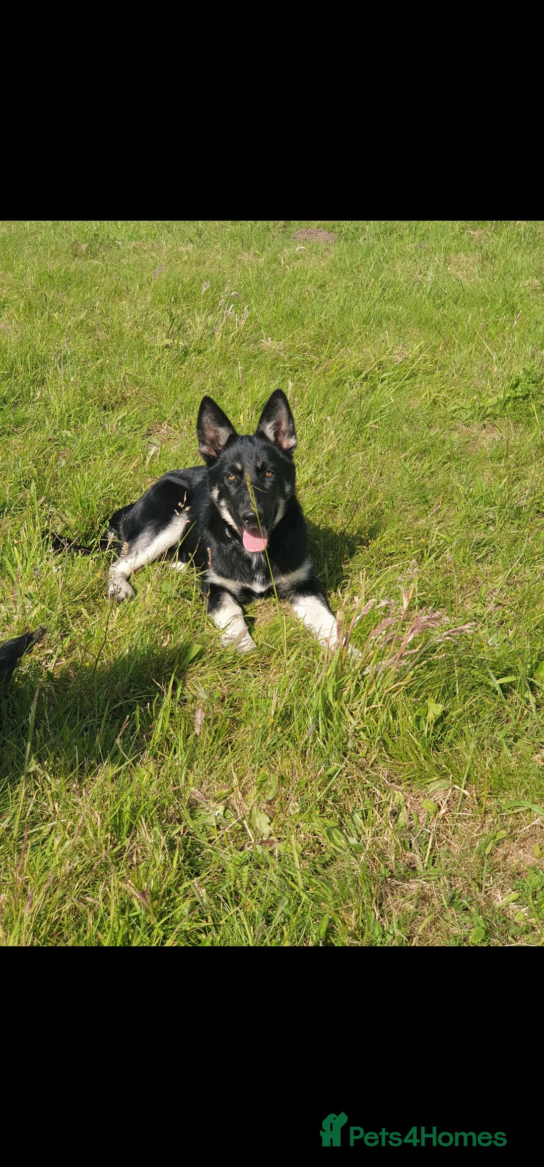 Shepsky dogs for sale: Beautiful female Shepsky looking a new home - Advert 7
