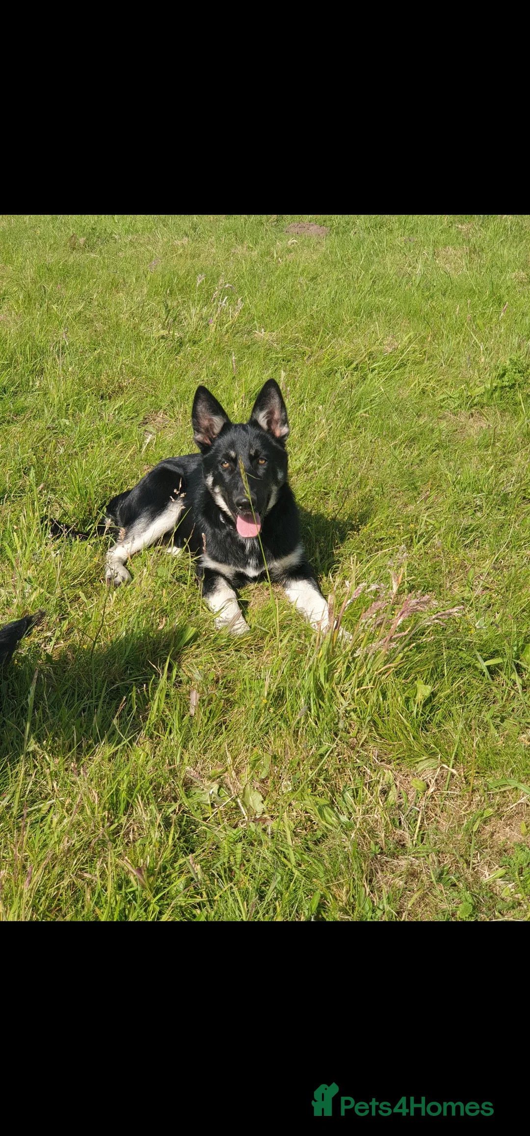 Shepsky dogs for sale: Beautiful female Shepsky looking a new home - Advert 7