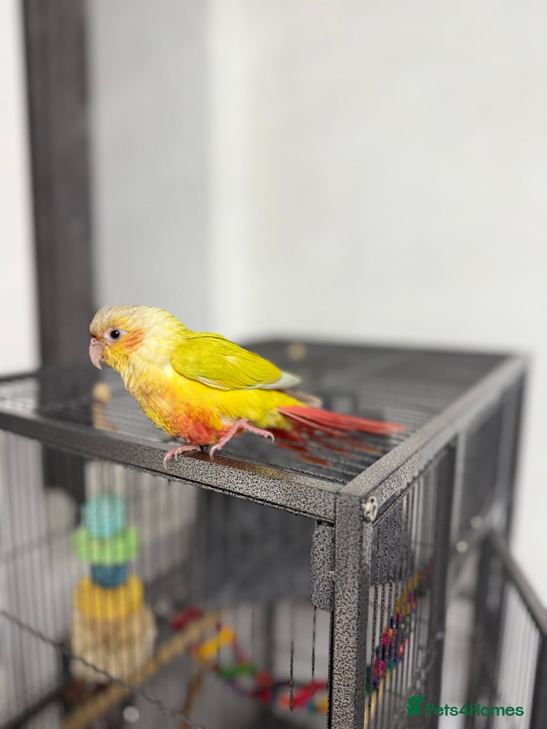 Conures birds for sale: Hand reared Suncheek conure + cage & accessories  - Image 5