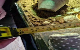 Hermann Tortoise reptiles for sale: Female Herman's Tortoise - Image 9