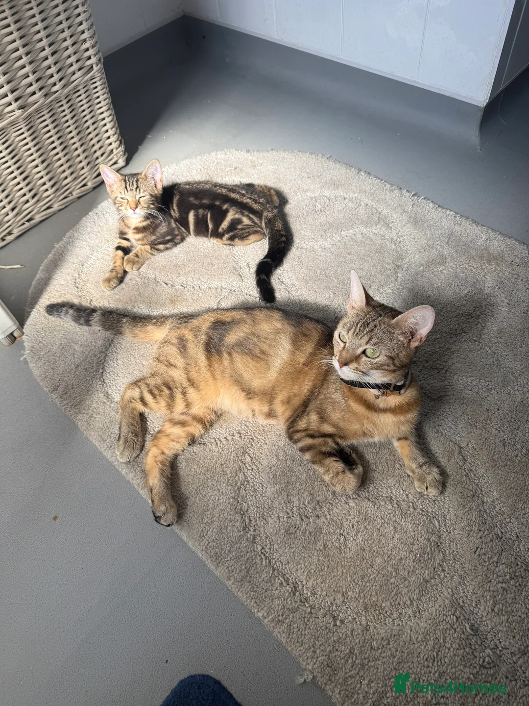 Mixed Breed cats for sale: 1 boy kitten left - Advert 2