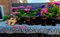 Cockapoo dogs for sale: Top quality F1 health tested cockapoos  - Image 19