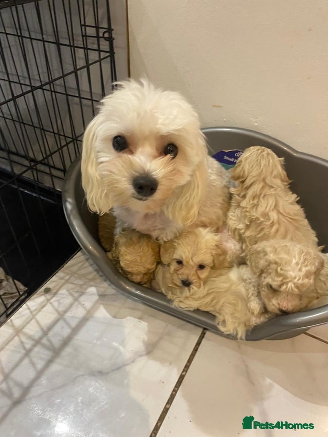 Maltipoo dogs for sale: Maltipoo 10weeks old - Advert 7