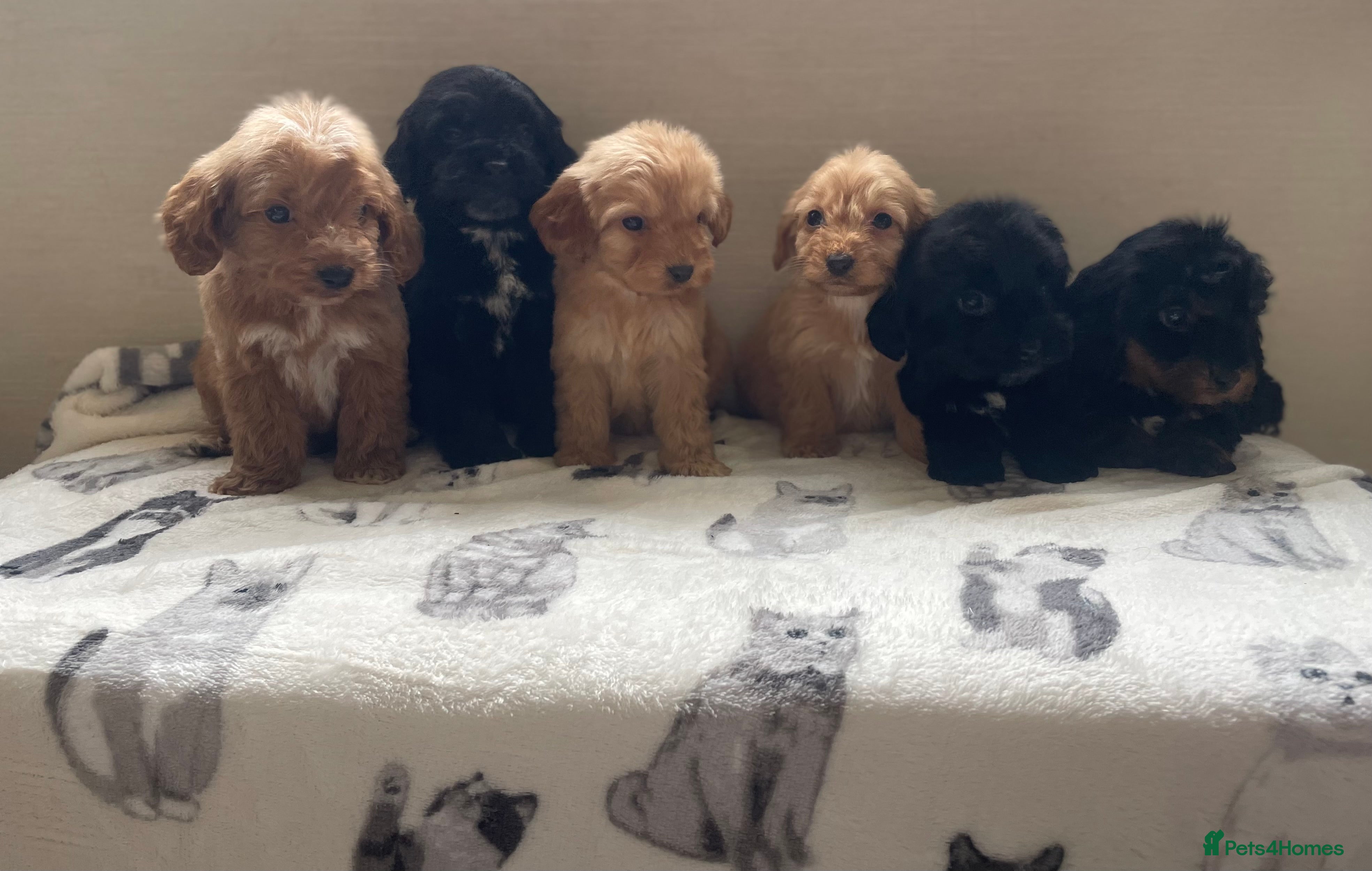 Cockapoo dogs Beautiful F1 cockapoos ready now for new homes  - Advert 1