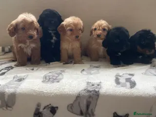 Cockapoo dogs Beautiful F1 cockapoos ready now for new homes - Advert 1