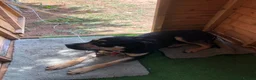 Mixed Breed dogs for sale: Cane corso/bullmastiff (male) in Bedford - Advert 4
