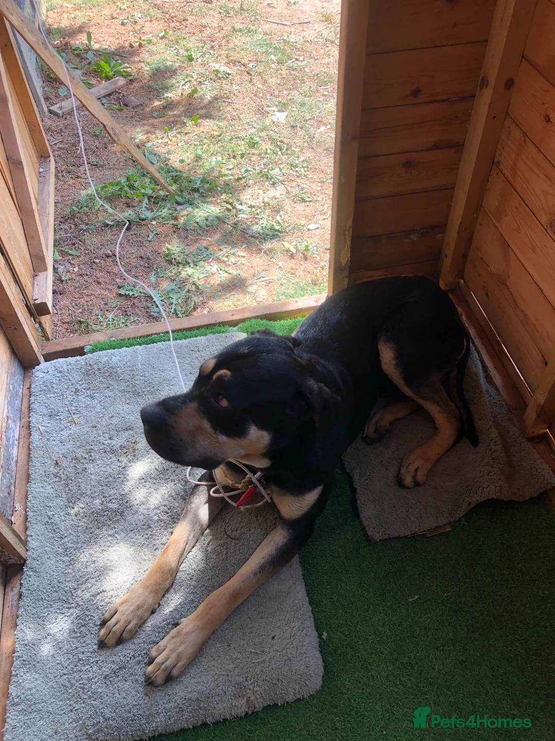 Mixed Breed dogs for sale: Cane corso/bullmastiff (male) in Bedford - Advert 4