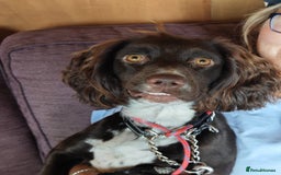 Cocker Spaniel dogs for adoption: Esme  - Image 8