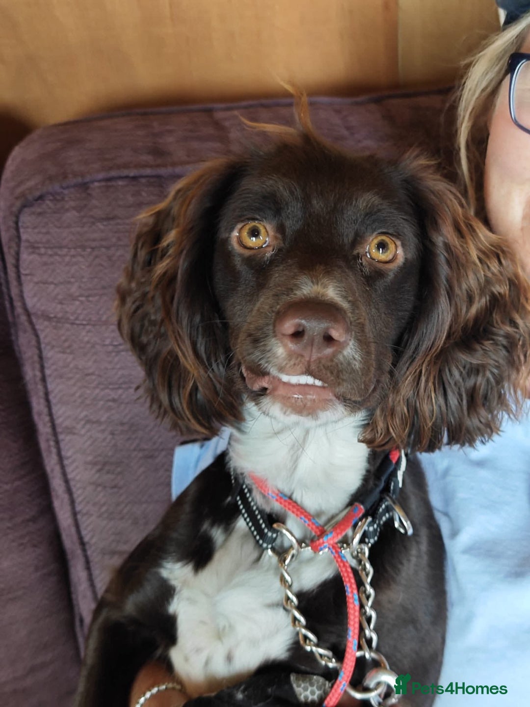 Cocker Spaniel dogs for adoption: Esme  - Image 8