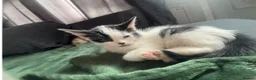 Mixed Breed cats for sale: Cute kittens looking for a forever home 🏡 💗 - Advert 3