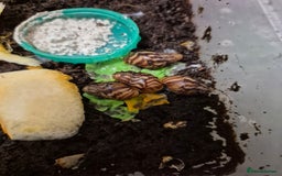 Snails invertebrates for sale: L. Reticulata Giant African Land Snails - Advert 1