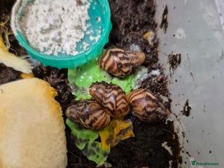 Snails invertebrates L. Reticulata Giant African Land Snails - Advert 2