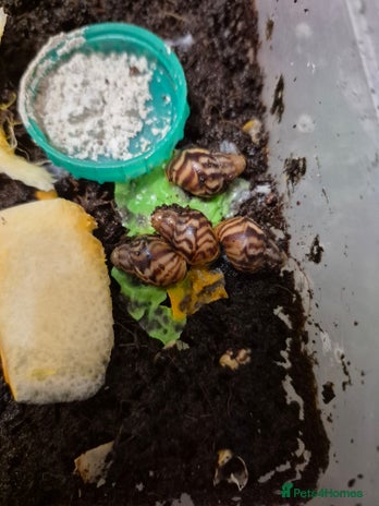 Snails invertebrates L. Reticulata Giant African Land Snails - Advert 1